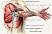 draw exercise, medical and anatomy illustrations