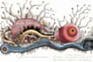 make animal and human scientific illustrations