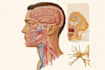 draw anatomical, medical and scientific illustrations