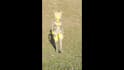 3d modelling and 3d characters animation