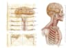 draw anatomical, medical and scientific illustrations