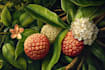 craft a beautiful botanical or floral illustration