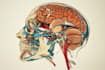 draw digital coloured anatomy and medical illustrations