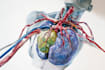 draw detailed medical illustrations