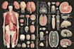 prepare scientific illustration and medical figures