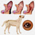make professional veterinary medical illustrations
