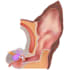 make professional veterinary medical illustrations