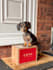 create engaging dog ugc video ads for tiktok and reels