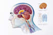 do academic illustrations scientific figures medical illustration