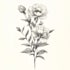 draw line art vector illustration of plants and flowers