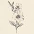 draw botanical and flower one line art