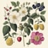 draw fineline botanical delicate flowers