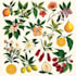 draw botanical illustration art for you