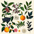 make realistic scientific, anatomical botanical illustration