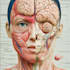 make anatomy, medical and scientific illustrations and diagrams