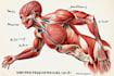 draw exercise, medical and anatomy illustrations