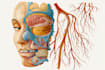 draw anatomical, medical and scientific illustrations