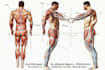 draw exercise, medical and anatomy illustrations