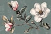 draw botanical illustrations of flowers