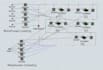 do simulation using arena anylogic flexsim simio