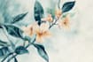 paint watercolour botanical illustrations
