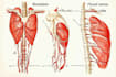 draw exercise, medical and anatomy illustrations