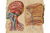 draw anatomical, medical and scientific illustrations
