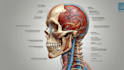 make highly customised medical and anatomy illustrations