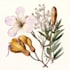draw high quality animal, insect, and botanical art