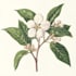 draw a botanical line art illustration