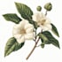 do botanical illustrations for you