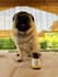 create pet content in italian