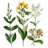 do watercolour botanical illustrations