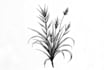 create a botanical black and white pen sketch