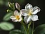 do botanical illustration with scientific focus