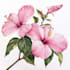 draw botanical illustration art for you