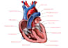 draw anatomical, medical and scientific illustrations