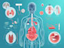 create professional medical illustrations for educational purposes