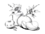 create pen and ink still life drawings and object illustrations