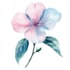 line art illustrations, botanical flowers, plants