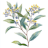 paint watercolour botanical illustrations