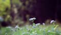 create a lightroom preset for you