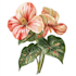 draw botanical, floral and retro illustration