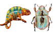 paint watercolour animal illustrations