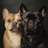 do a custom pet portrait, dog portrait, cat portrait