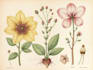 do botanical and anatomical scientific illustrations