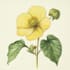 create a botanical watercolor illustration