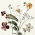 paint watercolour botanical illustrations