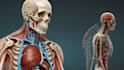 draw professional medical illustrations
