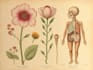 do botanical and anatomical scientific illustrations